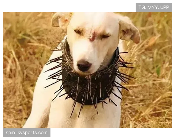 吕小军生活照里那只狗的项圈,比我一年的工资还要抢镜,我无语 吕小军生活照里那只狗的项圈,比我一年的工资还要抢镜,我无语